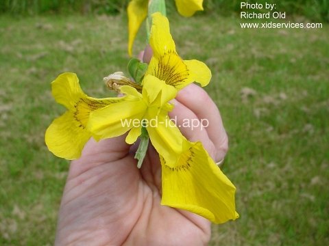 iris, yellowflag